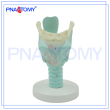 PNT-0442 Modelo de laringe humana marcada por anatomía, modelo anatómico de laringe